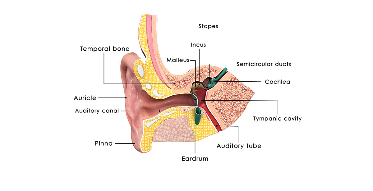 anatomy of the inner ear to illustrate autoimmune inner ear disease