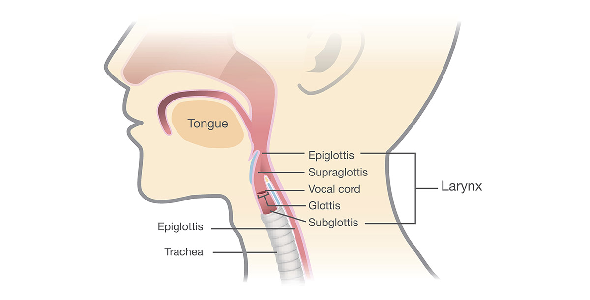 human larynx anatomy to show location of cordectomy