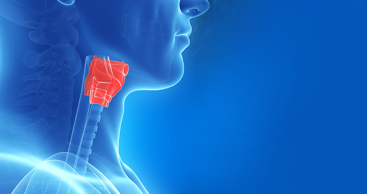 3d illustration of larynx where laryngeal tumors develop