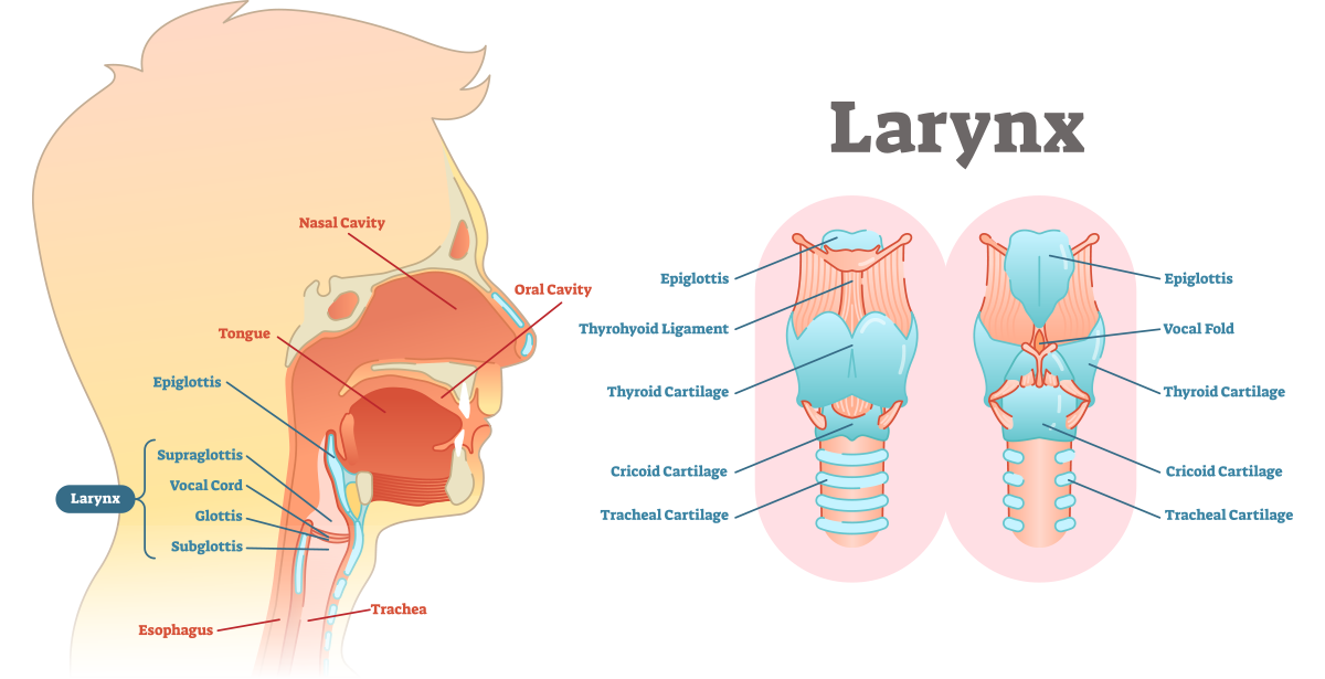 anatomy of the larynx before a larynectomy