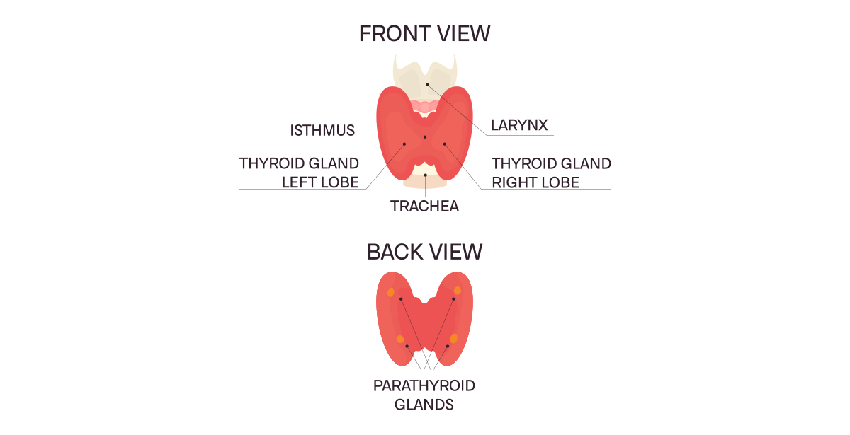 illustration of the thyroid and parathyroid surgery