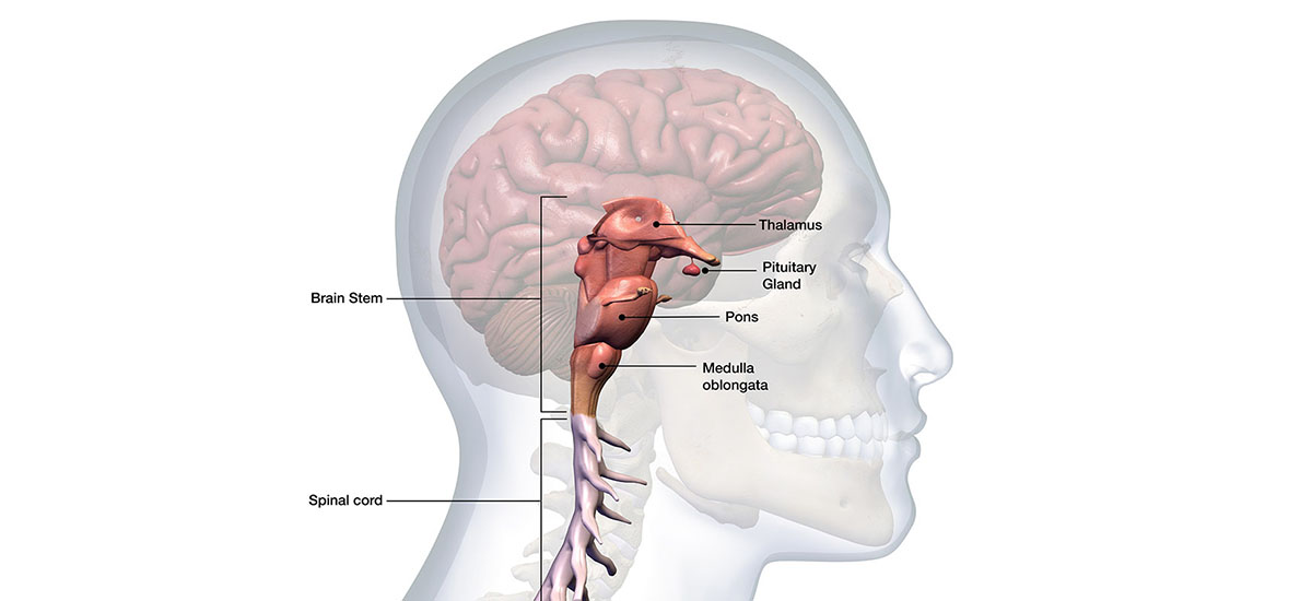 Pituitary Tumors Symptoms And Treatments Brain And Spine Surgeons Of Ny 8438